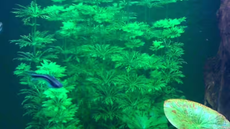 10.08.09 von ml69 (15)