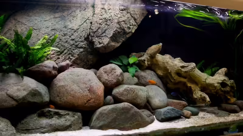 10.08.2009 - fast kein aufwuchs mehr :( von Beni (3)