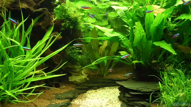 10.08.2011 von Christian Grunwald (15)