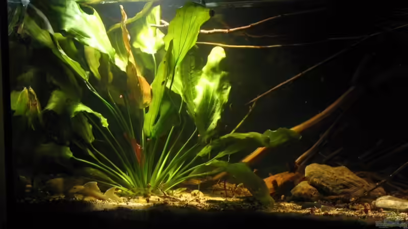 10.08.2017 linke Seite von der Theoretiker (4)