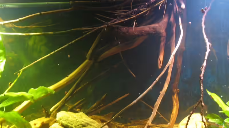 10.08.2017 rechte Seite von der Theoretiker (5)