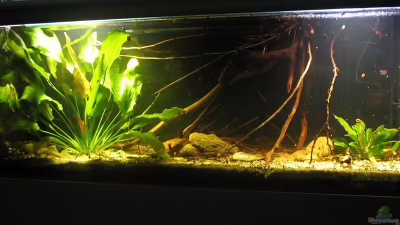 10.08.2017 von der Theoretiker (7)