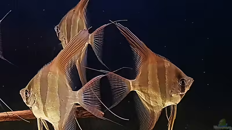 10.09.18 von Dani B (16)