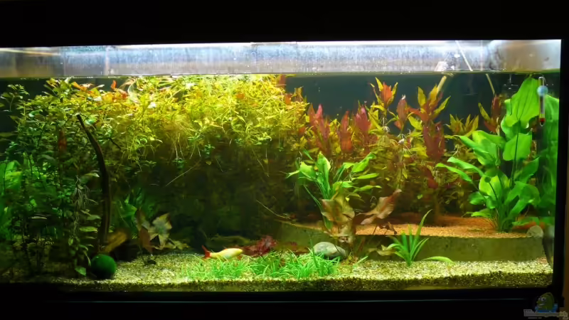 10.09.2008 von Die kleine Meerjungfrau (8)