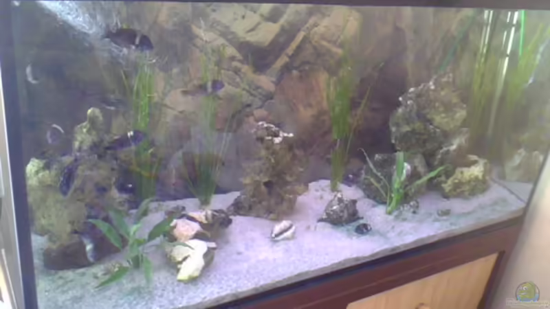 10.10.  2010 von CICHLID (1)