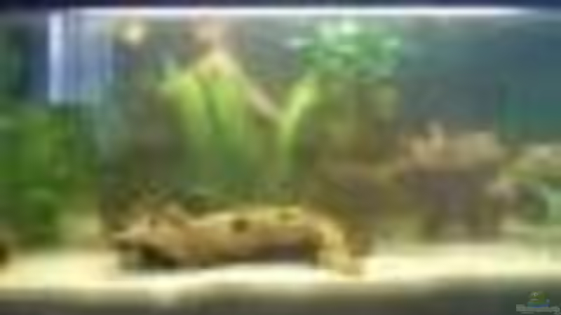 10.10.08 von Aquariumfan93 (3)