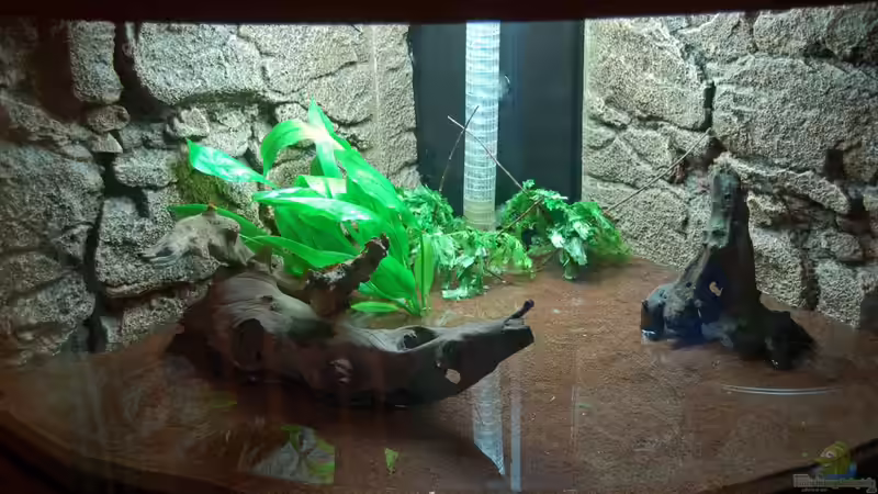 10.10.12 Die ersten Pflanzen sind drin. Hinten Hygrophila pinnatifida und links davor von Sven Seibert (7)