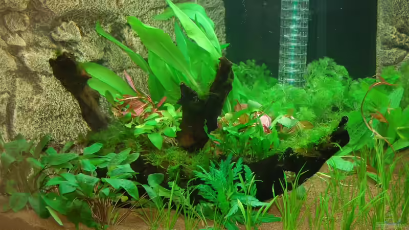 10.10.12 Nahaufnahme nach dem Befüllen linke Seite von Sven Seibert (17)