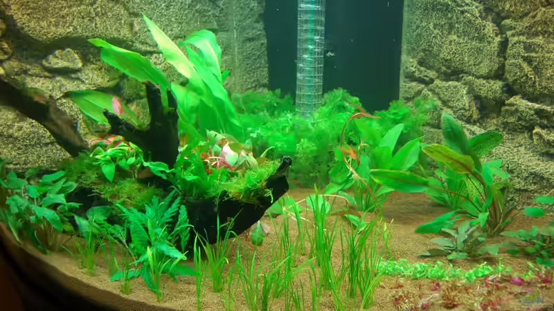 10.10.12 Nahaufnahme nach dem Befüllen mitte von Sven Seibert (16)