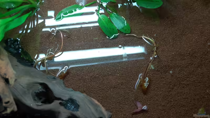 10.10.12 Nymphaea lotus var. rubra im Becken von Sven Seibert (10)