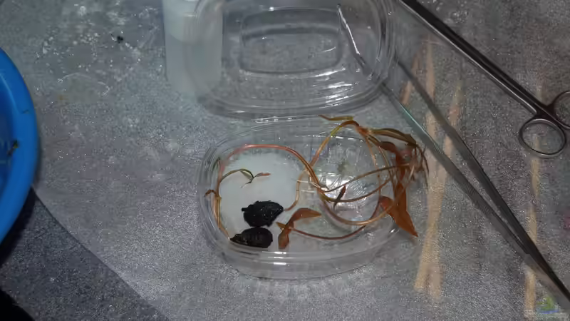 10.10.12 Nymphaea lotus var. rubra vor dem Einpflanzen von Sven Seibert (9)