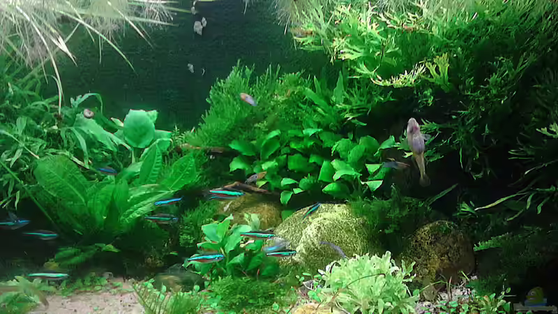 10.10.15 rechte Seite zugedschungelt von Grünhexe (88)