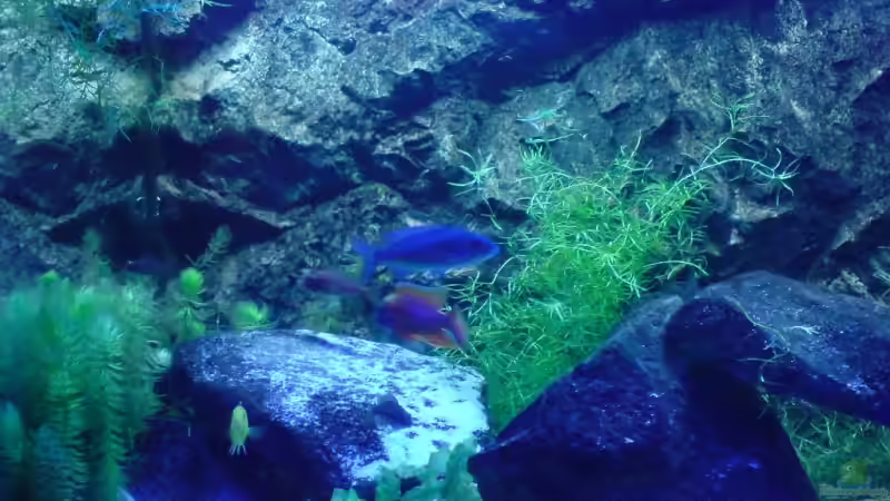 10.10.2009 Linke Seite (ohne Blitz) von Dommsel (16)