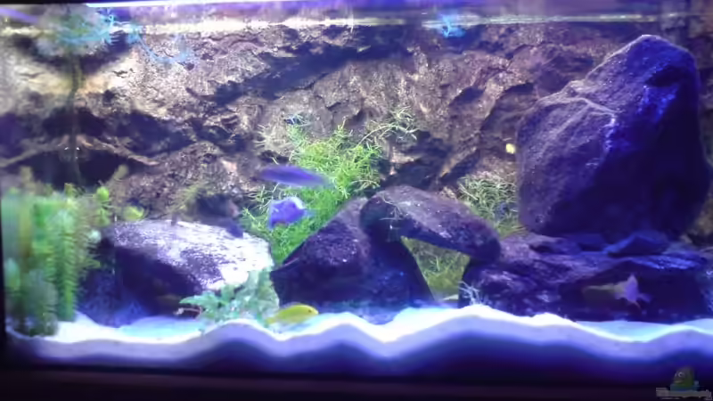 10.10.2009 mein Aquarium hat seinen 1. Geburtstag (Bild wurde mit Nachaufnahme fotografiert) von Dommsel (12)