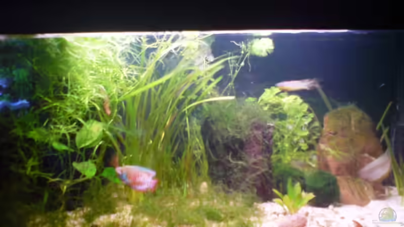 10.10.2009 Mein kleines Becken von Dommsel (5)