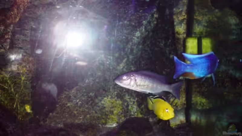 10.10.2009 Rechte Seite (mit Blitz) von Dommsel (17)