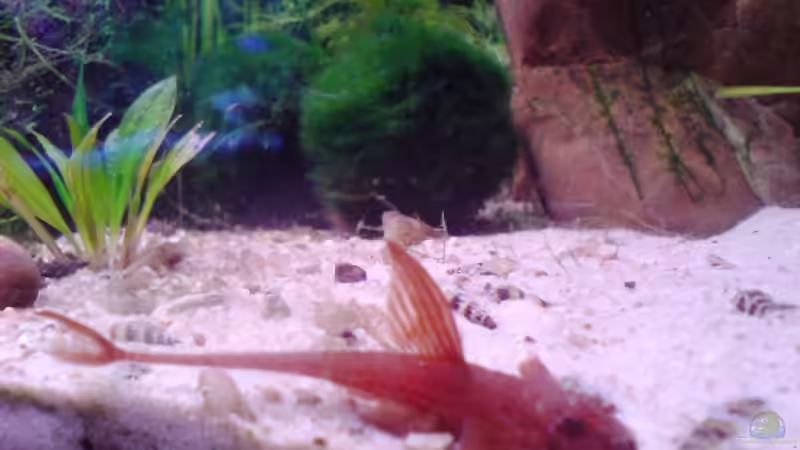 10.10.2009 von Dommsel (24)