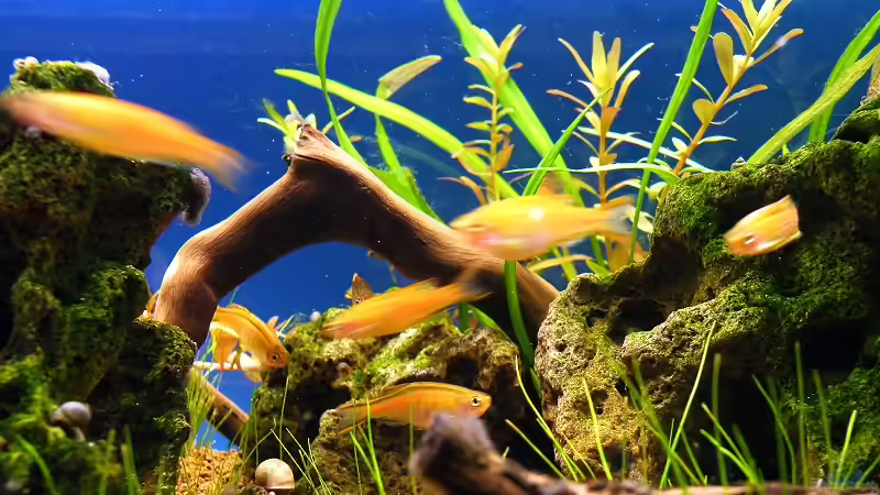 Einrichtungsbeispiele für Aquarien mit Danio choprae (Rubinbärbling)