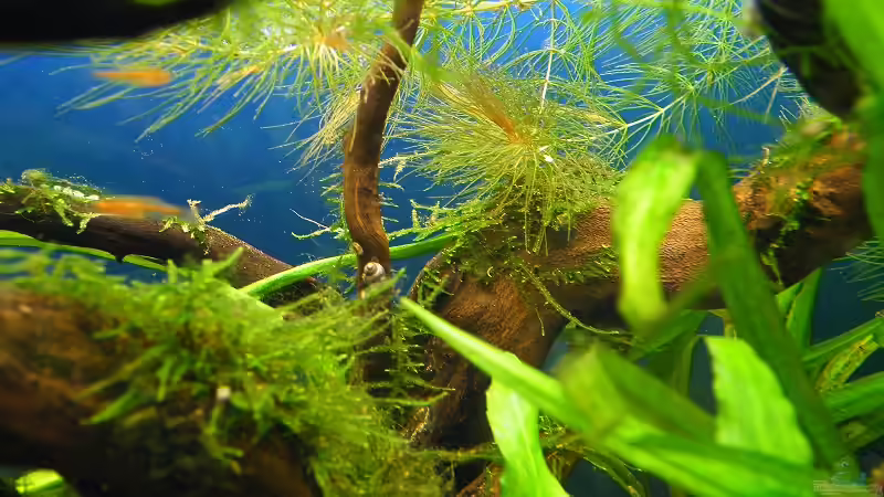 10.10.2010 - Die Wurzel mit Javamoss bewachsen von bergfrau (27)