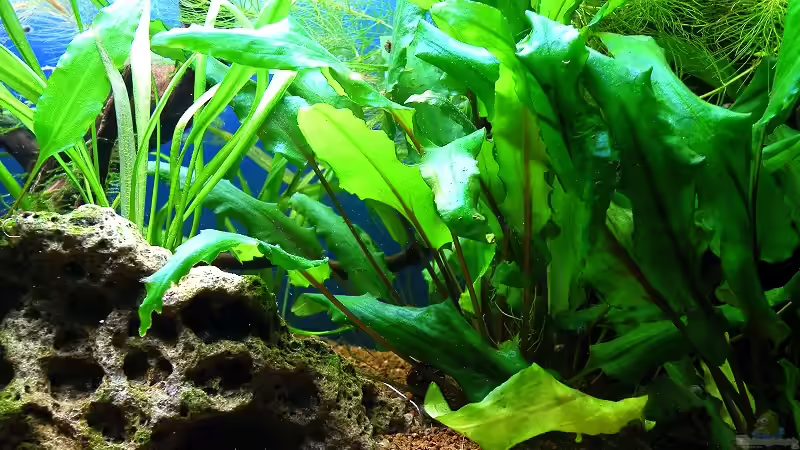 10.10.2010 - Wasserkelch und Blyxkraut von bergfrau (26)