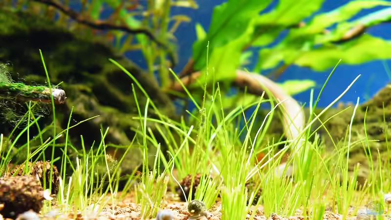 10.10.2010 - Zwergnadelsimse nach 2 Wochen von bergfrau (25)