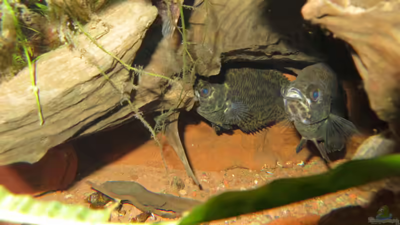 Aquarien mit Synodontis nigriventris
