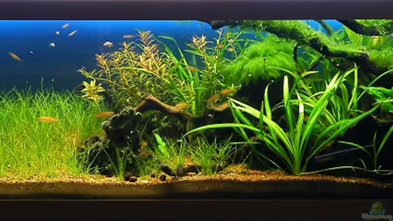 10.11.2010 - ca. 6 Wochen nach dem Umzug von bergfrau (1)