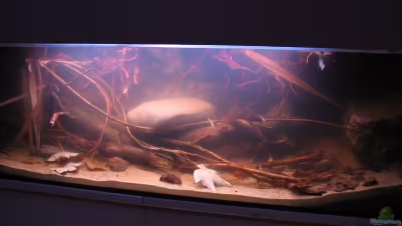 10.11.2015 noch sehr trübe von der Theoretiker (22)