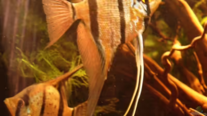 10.12.08 die beiden stehen oft zusammen. Vielleicht wirds ein Pärchen... :) von Daniel_ (18)