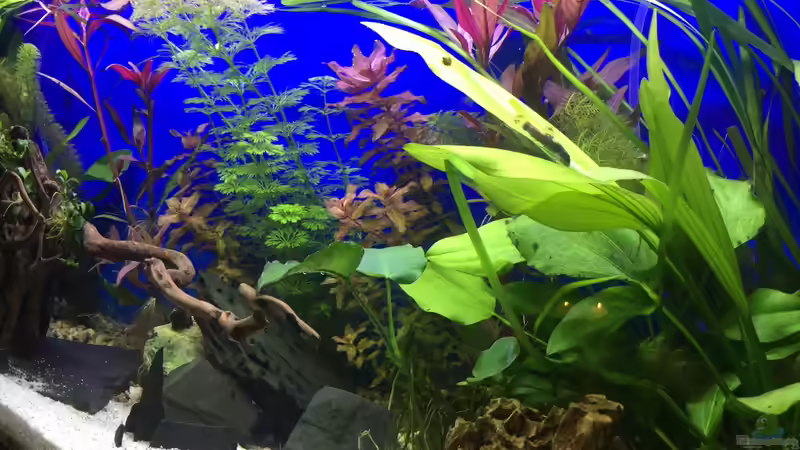 10.12.15 von .Andreas. (11)