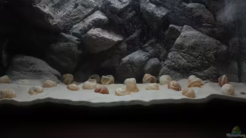 10.12.2012 von Koehler (4)