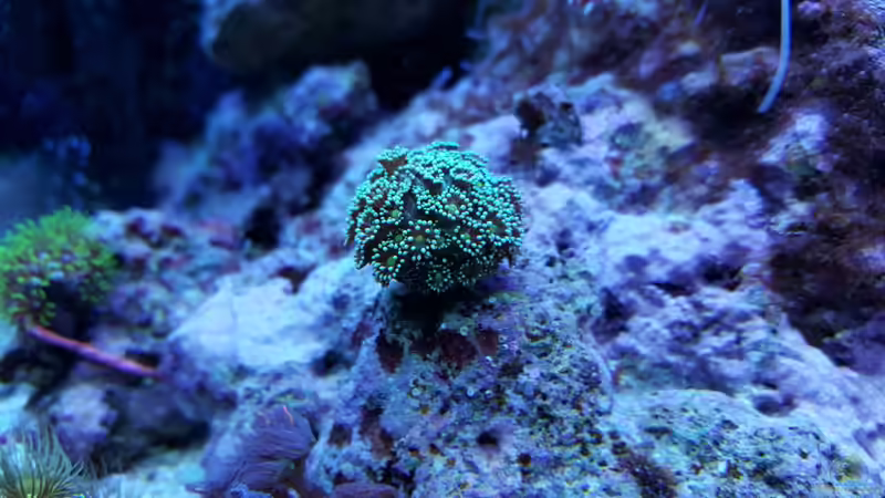 10.12.2015 von BenoN (8)