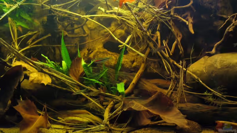 10.12.2015 von der Theoretiker (67)