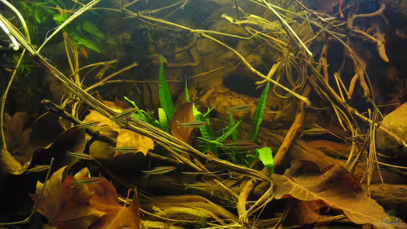 10.12.2015 von der Theoretiker (68)