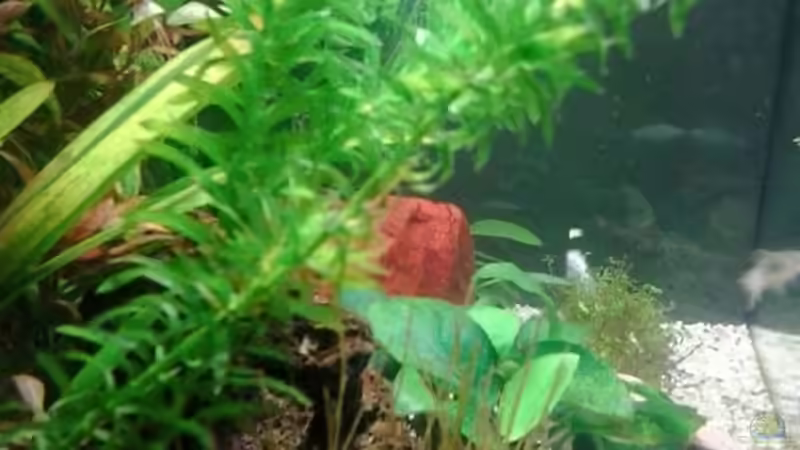 10/2013 Papageien Blatt, Vallisnerie, Wasserpest, Nadelsimse, Mooskugel von Jody Wynn (15)