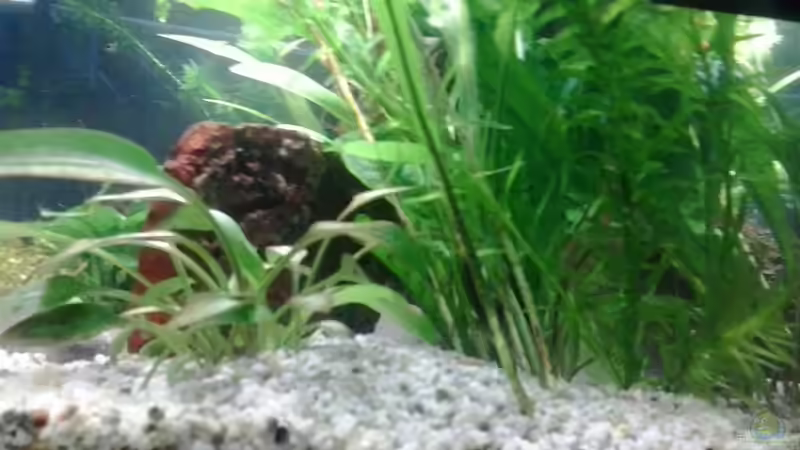 10/2013 Wasserkelch, Javafarn, Wasserpest-rechte Seite von Jody Wynn (13)