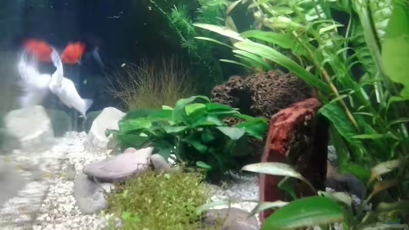 10/2013Kiesel, Roter Jaspis, Lavastein mit Höhle von Jody Wynn (23)