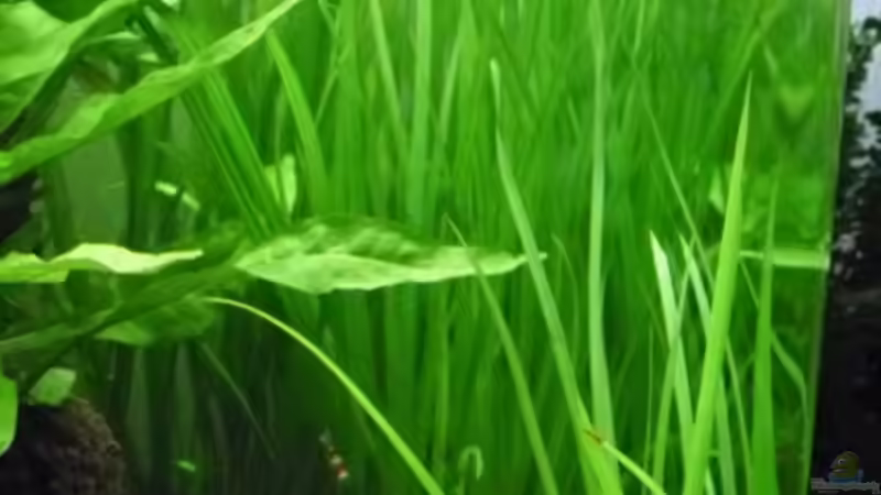 10.5.2010 neu Cyperus helferi von Mats (21)