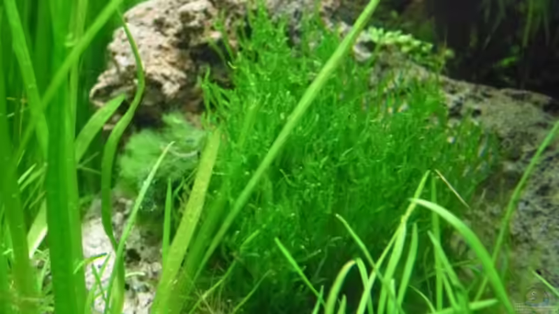 10.5.2010 neu Flammenmoos von Mats (16)