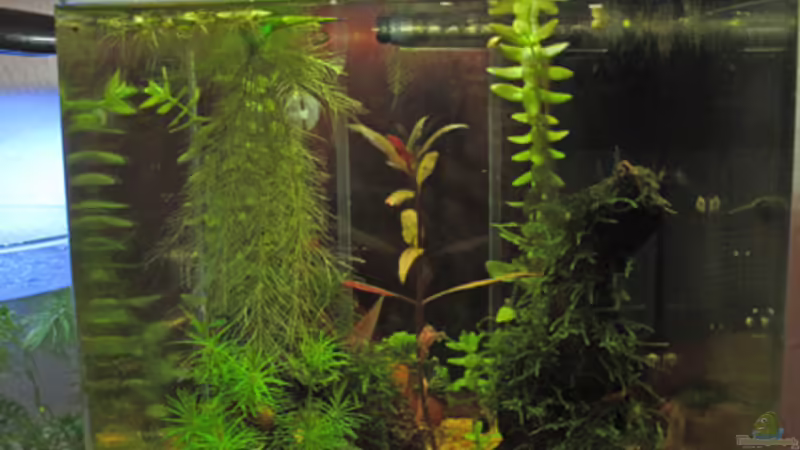 10.5.2013  von Aquilegia (7)