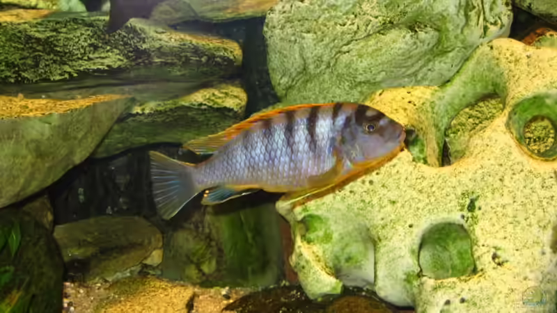 10 cm von Jürgen Baum (8)