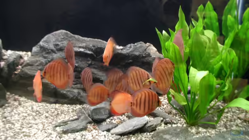 10 Fragen, die man sich vor dem Kauf neuer Fische stellen sollte