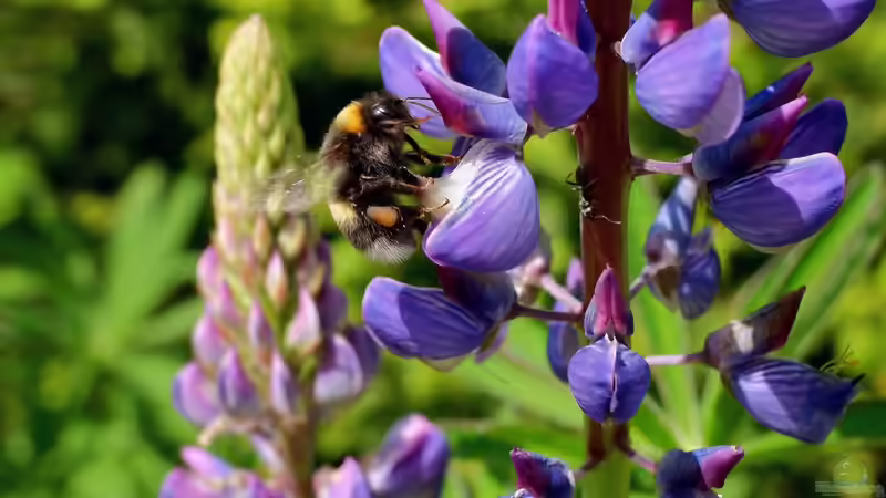 10 Gartenpflanzen für Hummeln - wertvolle Nahrungsquellen für Bestäuber im eigenen Garten