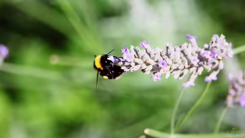 10 Gartenpflanzen für Hummeln - wertvolle Nahrungsquellen für Bestäuber im eigenen Garten