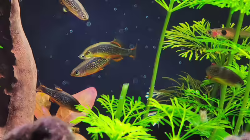 10 Perlhuhnbärblinge von Ralf Bercke (6)