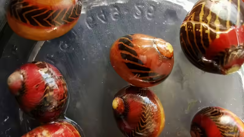 10 Rote Rennschnecken als Besatz von David Schneider Aquaristik (44)