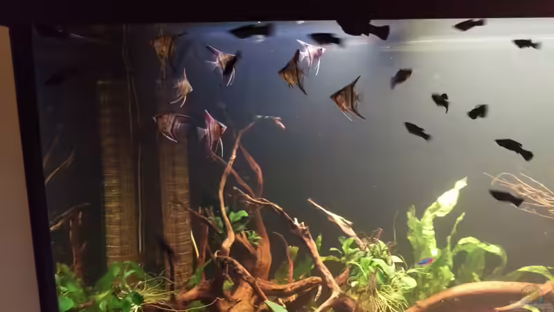 10 Skalare 8 Wochen alt eingesetzt von Ralf Bercke (14)