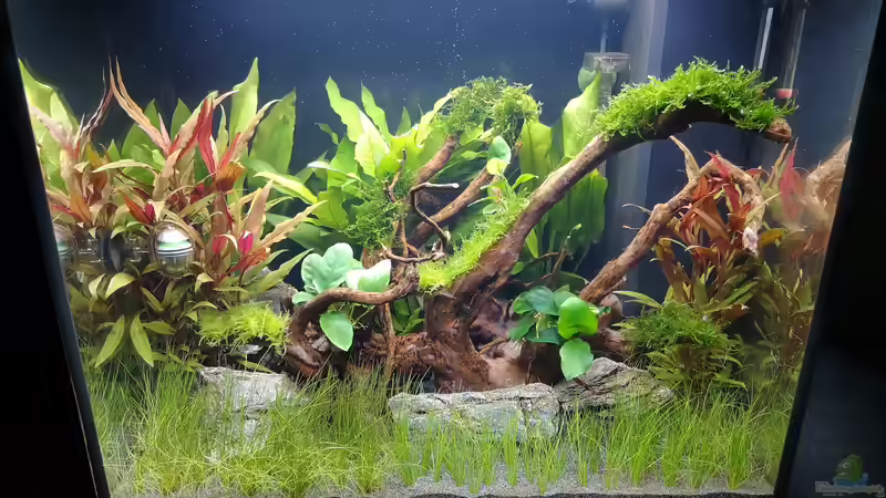 10 Tage nach der Einrichtung von Jaype (3)