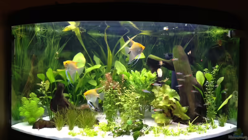 10 Tage später von Nebukadnezar2k (5)