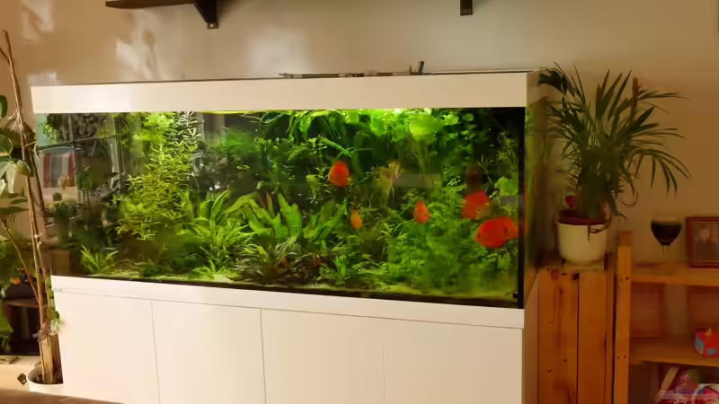 10 Tipps für üppiges Pflanzenwachstum im Aquarium: Ein Leitfaden für Aquarienliebhaber